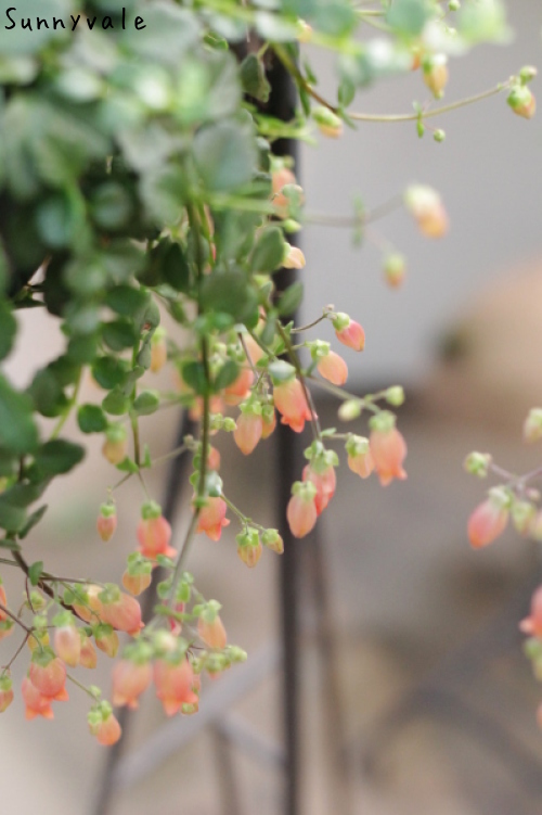 カランコエ フィフィ さにべるスタッフblog Sunny Day S Garden カランコエ フィフィ さにべるスタッフblog Sunny Day S Garden