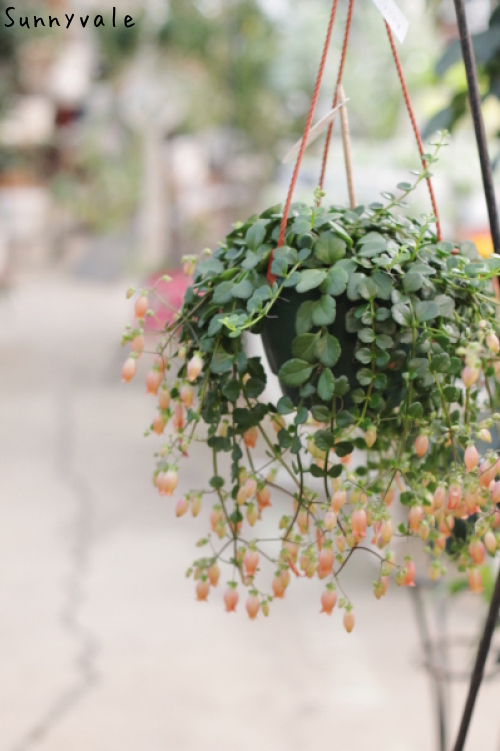 カランコエ フィフィ さにべるスタッフblog Sunny Day S Garden カランコエ フィフィ さにべるスタッフblog Sunny Day S Garden