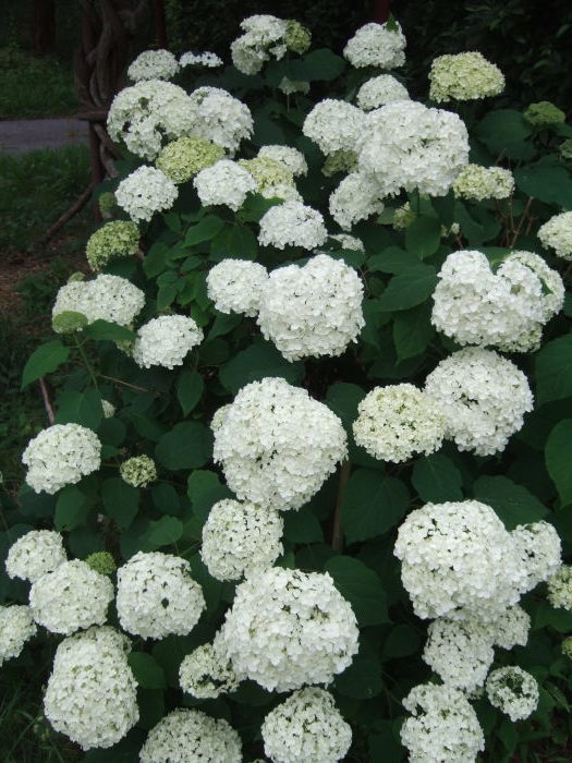 アナベル・・・ 2011．6．27 : 川裾の季節便り