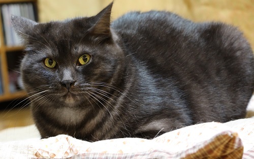 黒ねこ!集れ~~~~。。。_a0333195_22080234.jpg