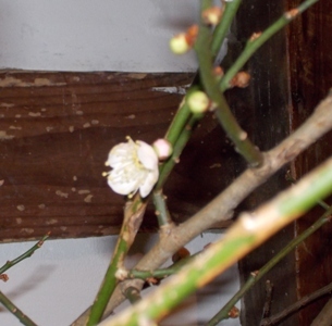 b0067795_08111613.jpg
