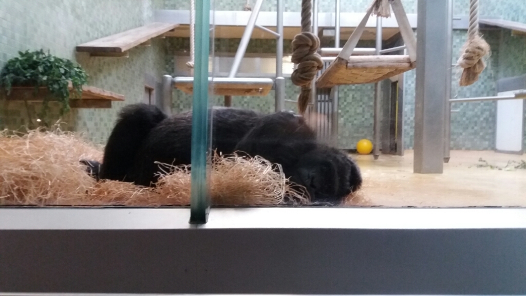 動物園とアクアリウムの年間パス_e0149604_19234681.jpg