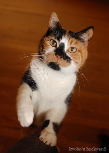 ハンターキャット、痛恨のミス_b0253205_05024286.jpg