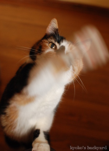 ハンターキャット、痛恨のミス_b0253205_05025571.jpg