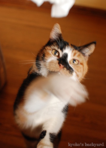 ハンターキャット、痛恨のミス_b0253205_05030749.jpg
