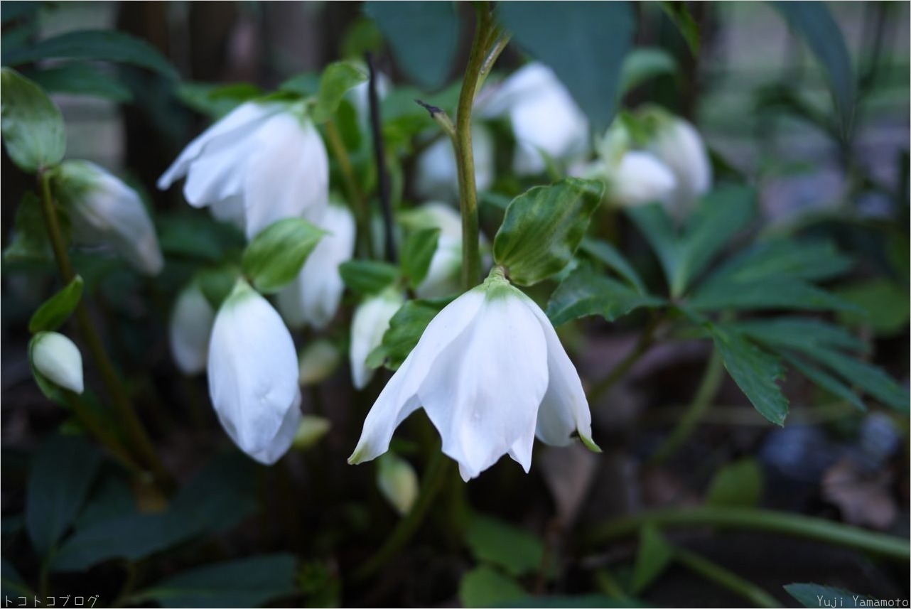 下向きな花 トコトコブログ