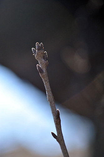 a0278809_14325371.jpg