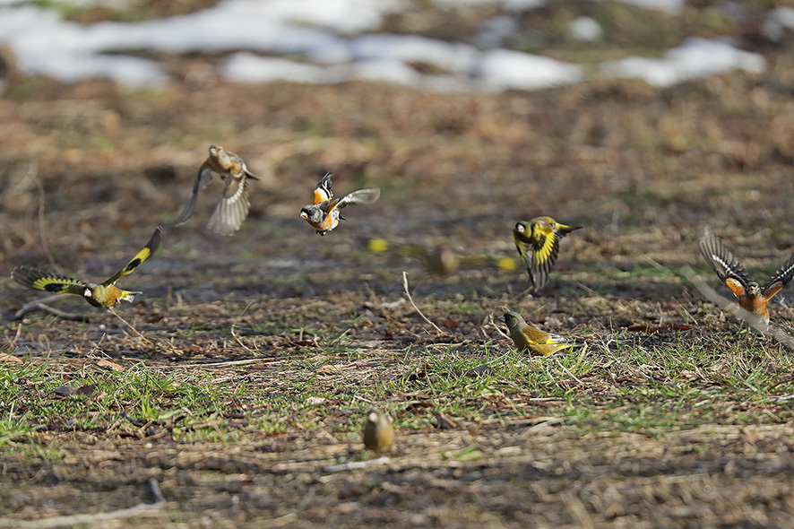 湖北の野鳥_b0315912_22064902.jpg