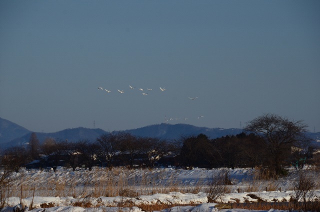 湖北のコハクチョウ_c0184716_03582663.jpg