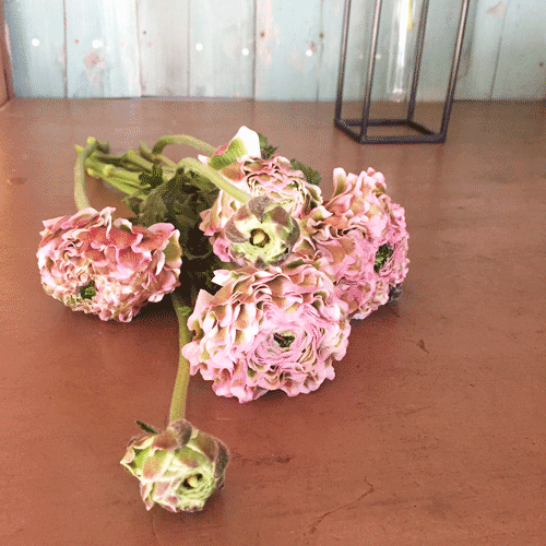 2月のはけ市の花たち_d0157716_022437.gif