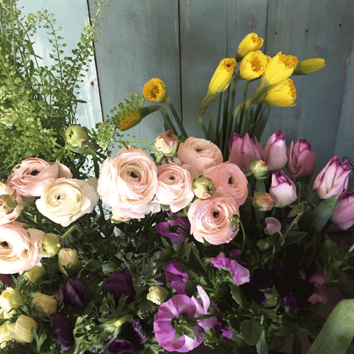 2月のはけ市の花たち_d0157716_0244884.gif