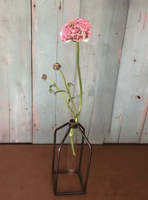 2月のはけ市の花たち_d0157716_0264515.gif