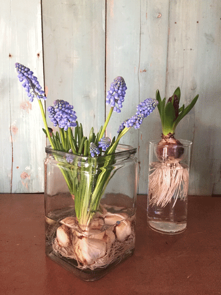 2月のはけ市の花たち_d0157716_0283347.gif