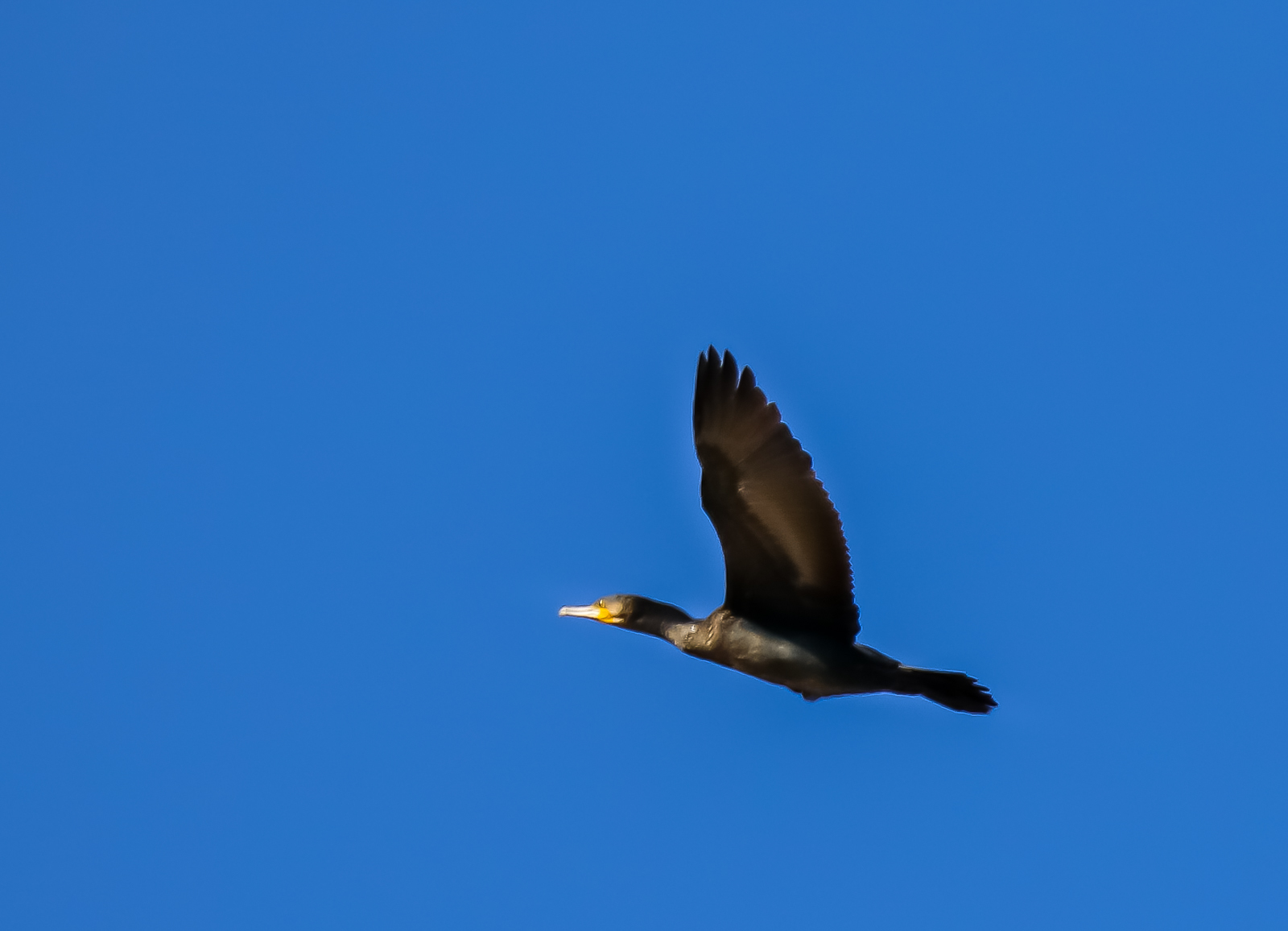 淀川河川公園の野鳥、その１_f0363618_10492794.jpg