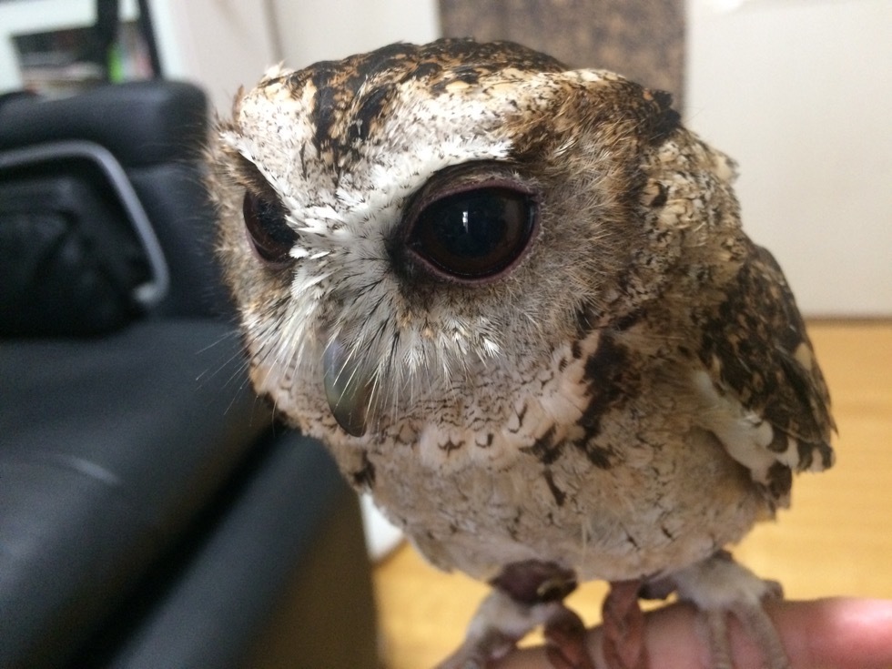 17年2月5日 日曜日 銀蔵さんスンダオオコノハズクの飼育記録