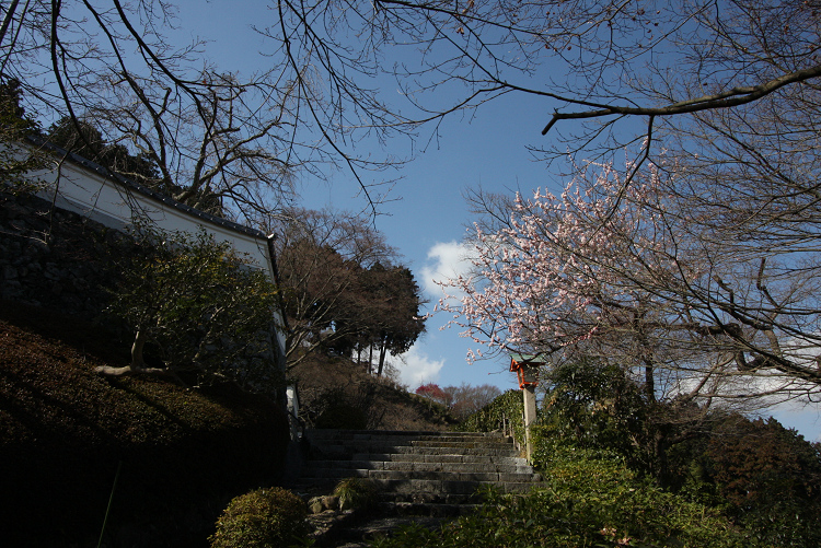 京都回顧 梅の善峯寺_b0169330_7385786.jpg