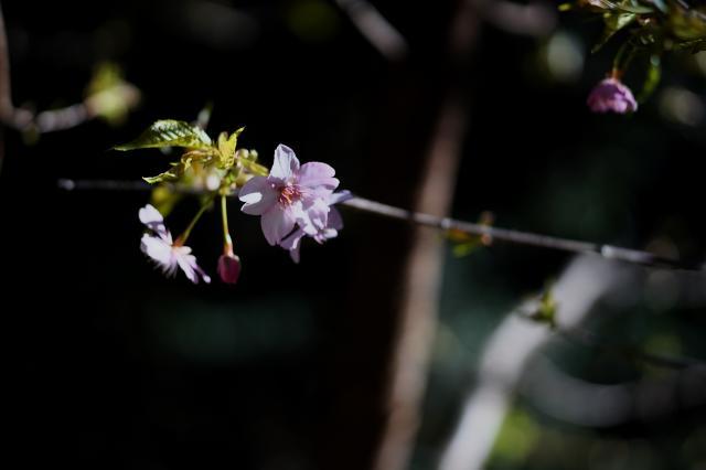 山の上の桜が咲いている_c0309734_00063633.jpg