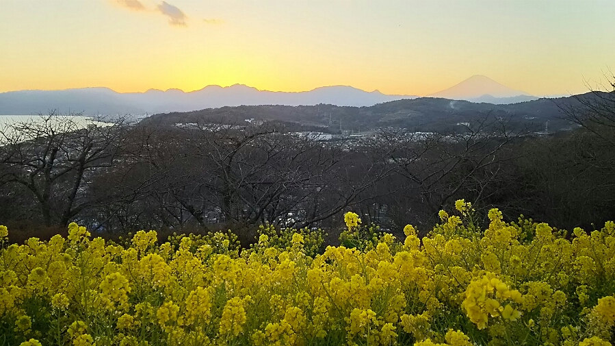 2017吾妻山公園☆☆part３_e0108134_2254590.jpg