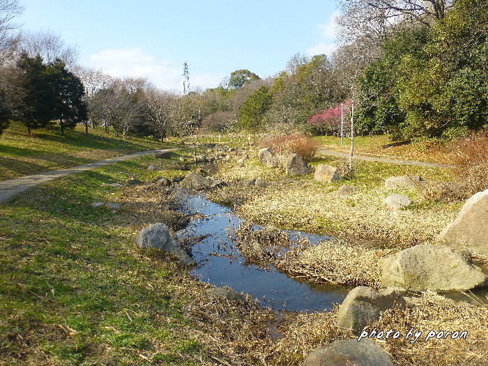 山田池公園 池 せせらぎ １ の冬景色 デジカメ散歩悠々