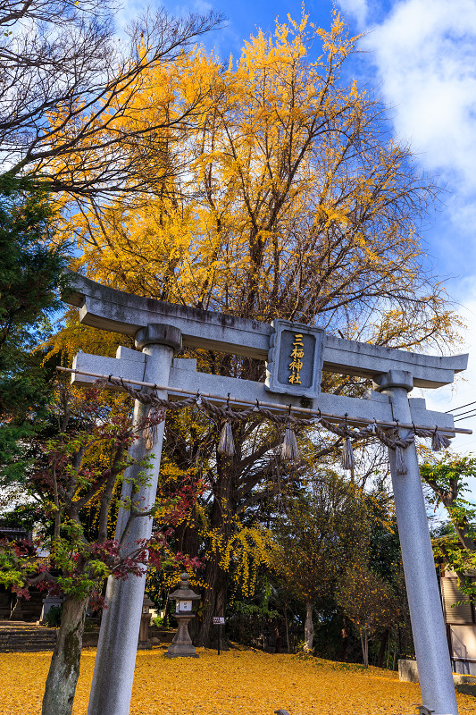 京都の紅葉2016 三栖神社の紅葉と大銀杏_f0155048_2357265.jpg