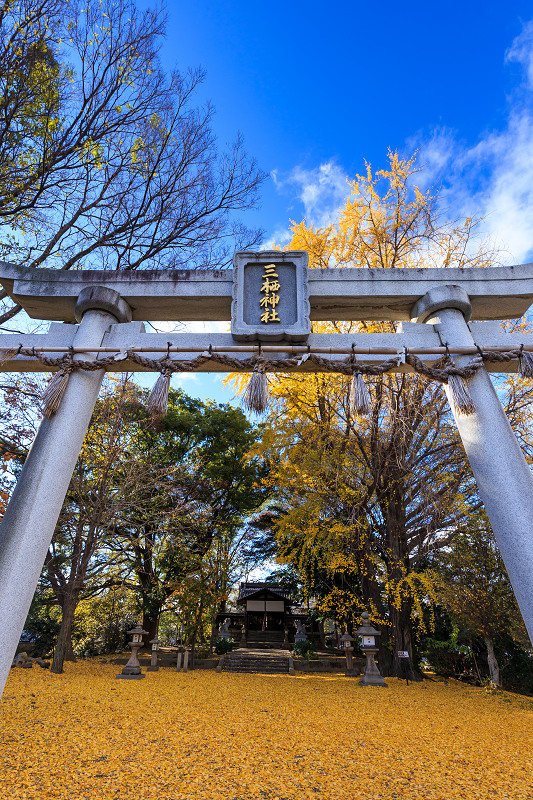 京都の紅葉2016 三栖神社の紅葉と大銀杏_f0155048_2359881.jpg