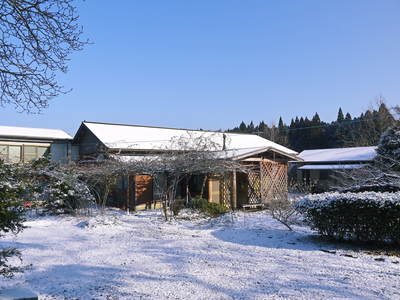 熊本産「天然ふきのとう」先行予約受付スタート!_a0254656_1852313.jpg