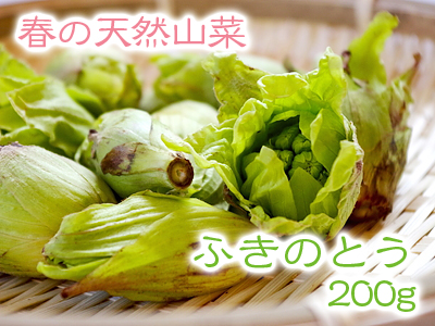 熊本産「天然ふきのとう」 平成31年度の予約受付スタート!(2019)_a0254656_1934210.jpg