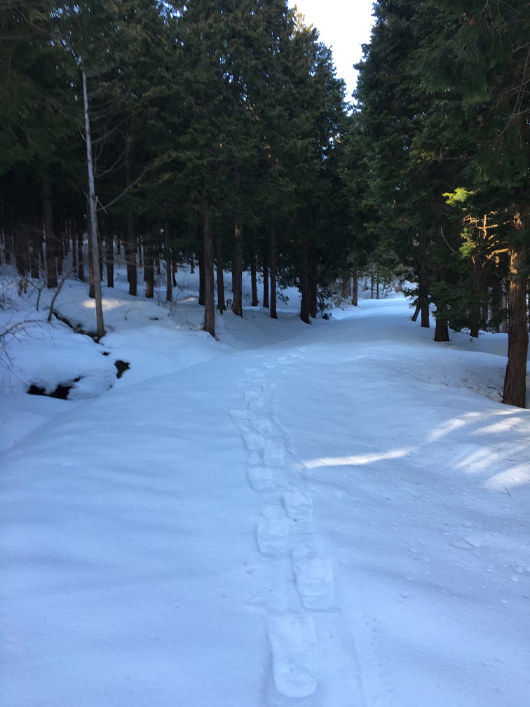 道後山・南斜面登山と雪中キャンプ_d0007657_14503542.jpg