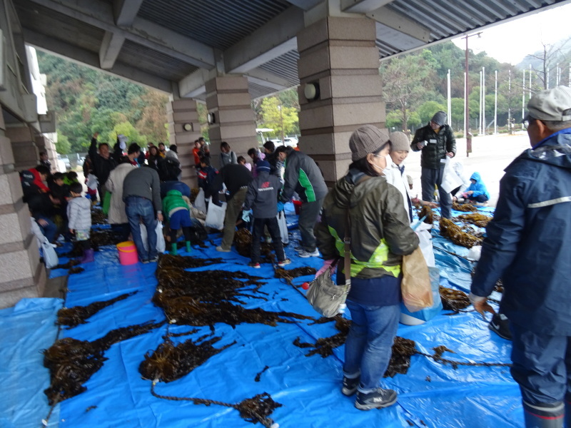 『みんなでワカメを育てよう:収穫祭』・・・せんなん里海公園_c0108460_20491784.jpg