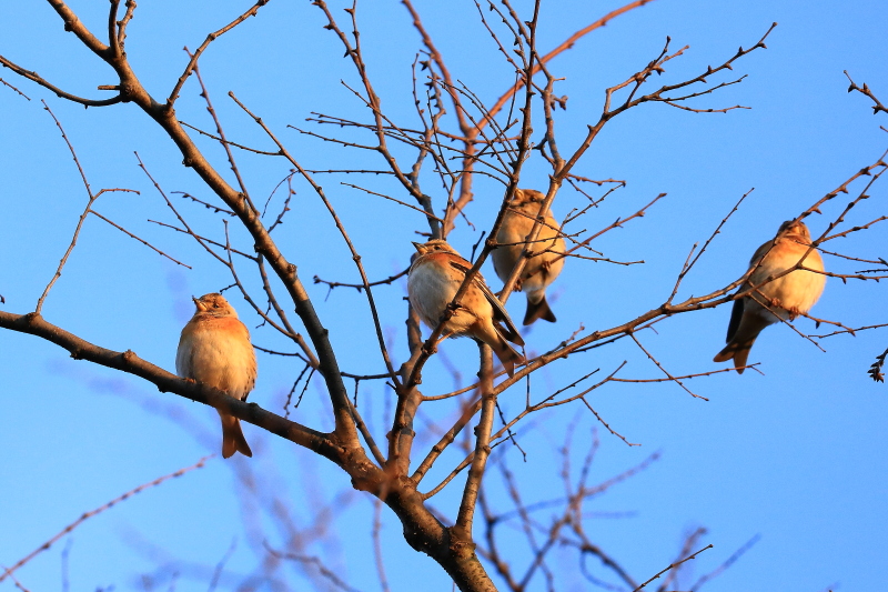 野鳥いろいろ_a0352864_15262776.jpg