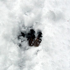 湿った雪が降った日の午後_c0045966_22193048.jpg