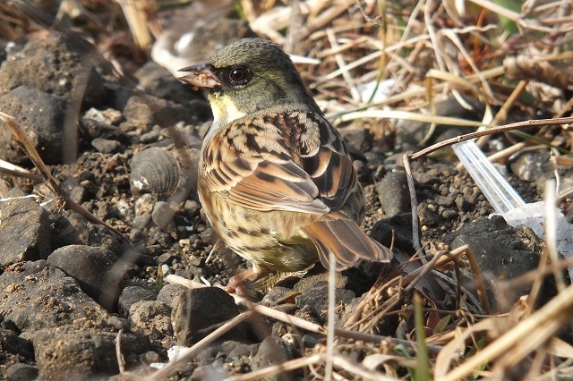 ■　きょうの鳥さん　　　17.2.5　　　（カワセミ、マガモ、アオジ）_e0339873_17441546.jpg