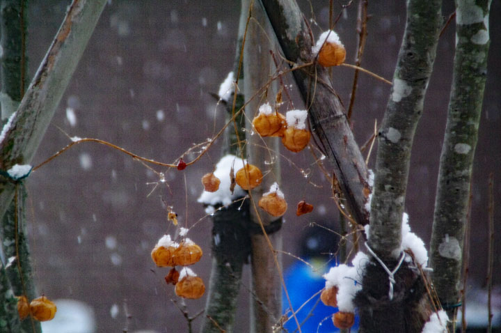 湿った雪が降り続く_d0034980_20574584.jpg