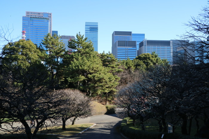 梅の開花：Ume(Japanese plum) start blooming_f0274387_15330358.jpg