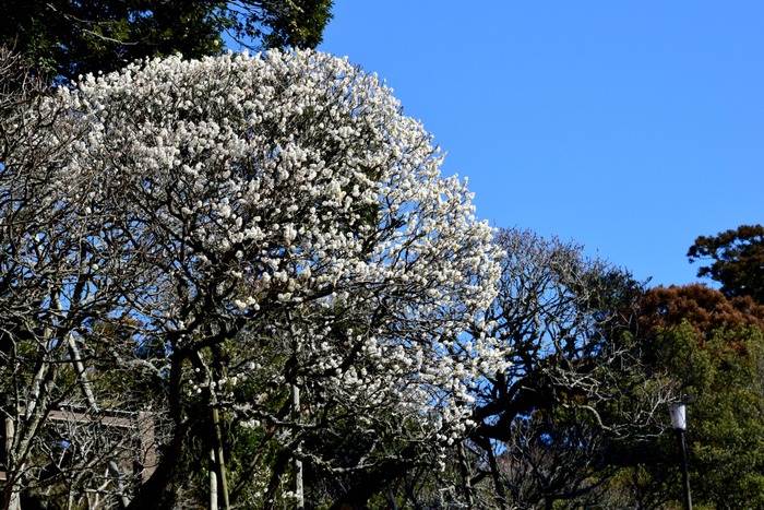 成田山新勝寺_a0127090_16333947.jpg