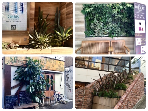 渋谷の植栽_d0179410_00483073.jpg