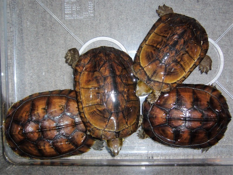 ミナミ イシガメ カメを飼いたい方におすすめ イシガメの特徴 生態 飼い方 Stg Origin Aegpresents Com