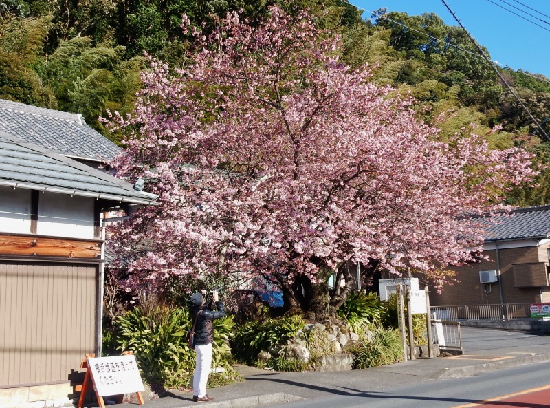 ２月６日、今日の河津桜_f0182513_17513476.jpg