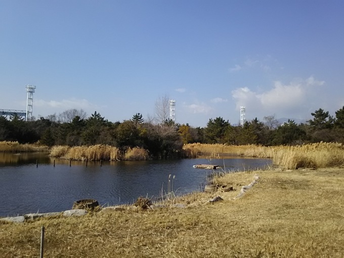 六甲アイランド野鳥公園_a0285330_23443442.jpg