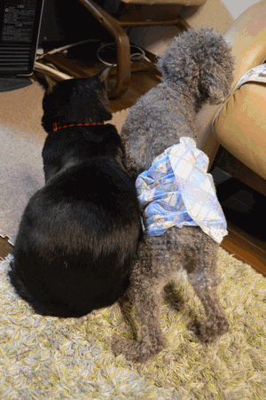 c0136736_14424972.gif