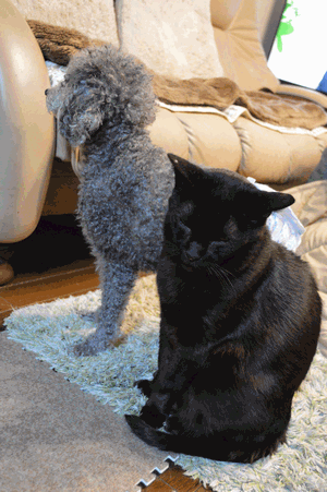 c0136736_14425764.gif