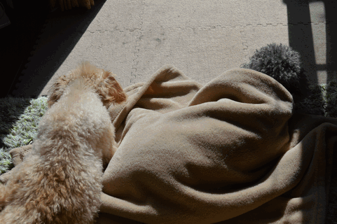 c0136736_14434117.gif