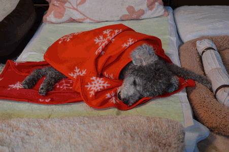 c0136736_15062010.gif