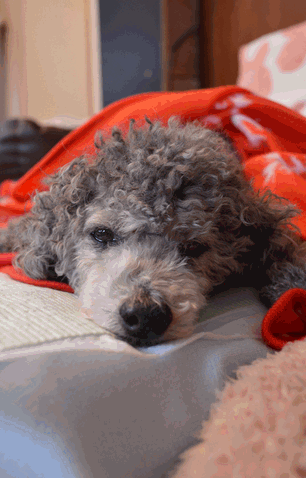 c0136736_15062793.gif