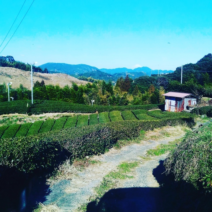 はずき農園☆.苺と茶畑と~☆.。.:*・°☆友達に会いに_a0018237_17161281.jpg