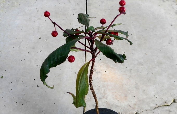 a0353447_15502133.jpg
