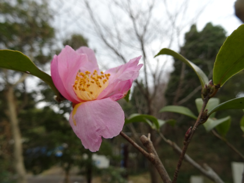 「しおさい楽習館」オープンセレモニー関係者打ち合わせ会・・・せんなん里海公園潮騒ビバレー管理事務所内_c0108460_20553012.jpg