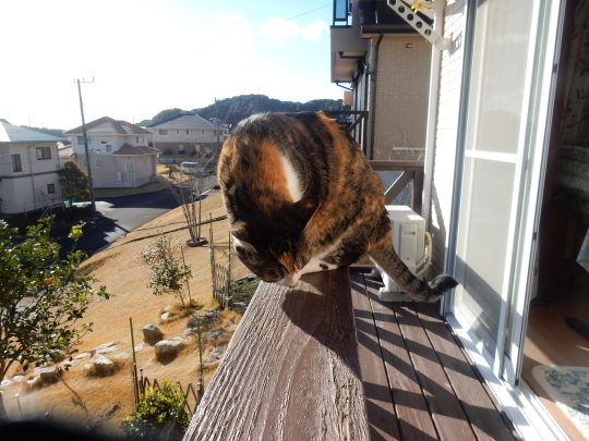 ’17,2,6(月)お雛様を飾ったYO!_f0060461_11190498.jpg