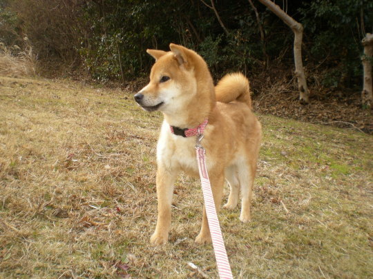 ’17,2,7(火)柴犬の遼君との思い出!_f0060461_18462598.jpg