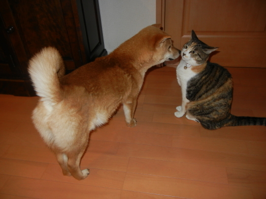 ’17,2,7(火)柴犬の遼君との思い出!_f0060461_18542751.jpg